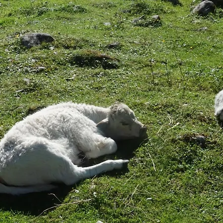 玉特雪绒花公寓 公寓 *