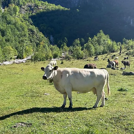 De Jutter Edelweiss Appartement Gosau