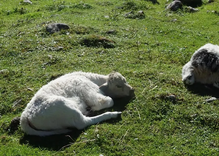 De Jutter Edelweiss 아파트 *