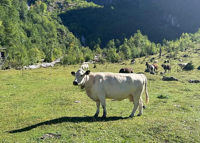 دو جوتير إيديلفايس شقة غوساو